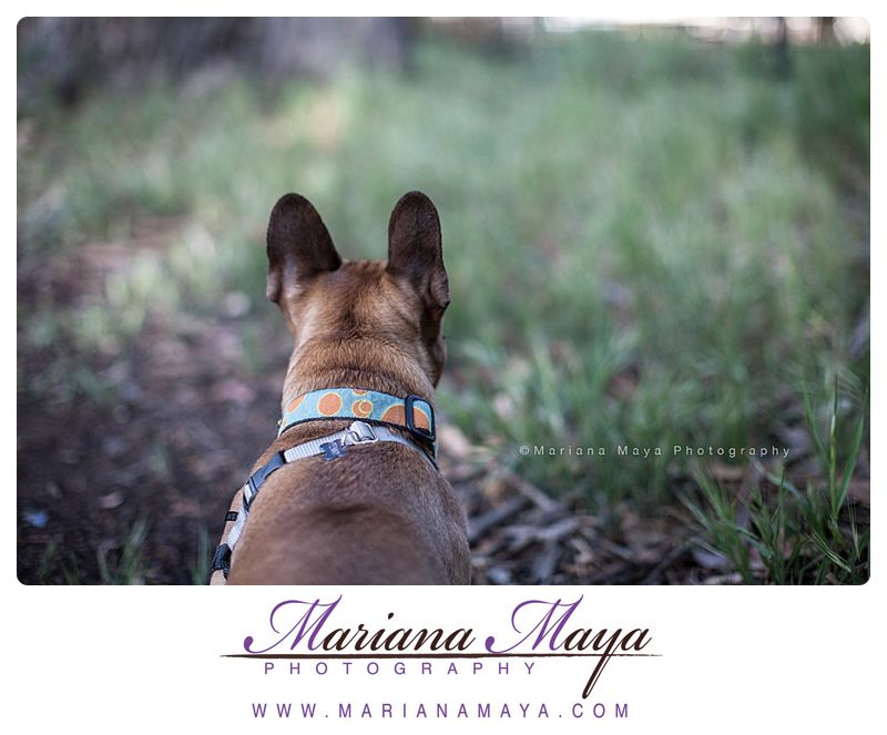 pet photpgraphy