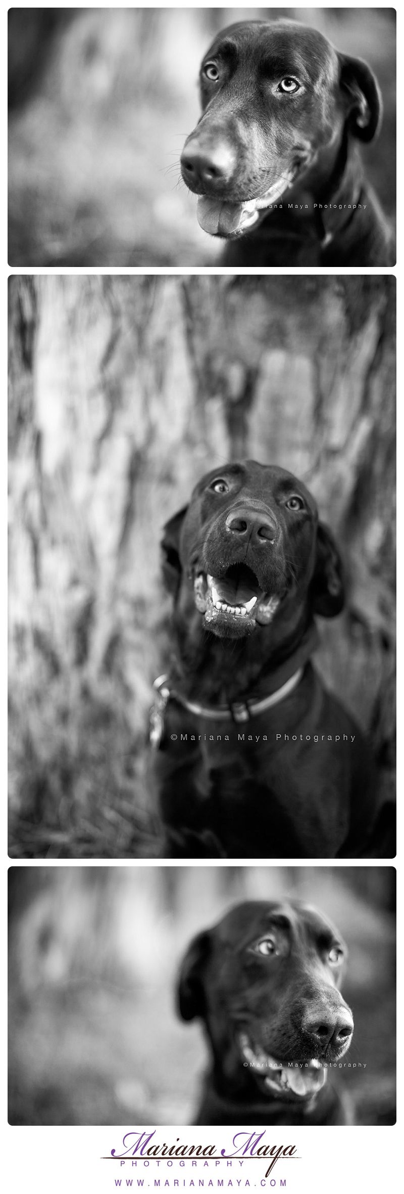 black and white photos of labrador