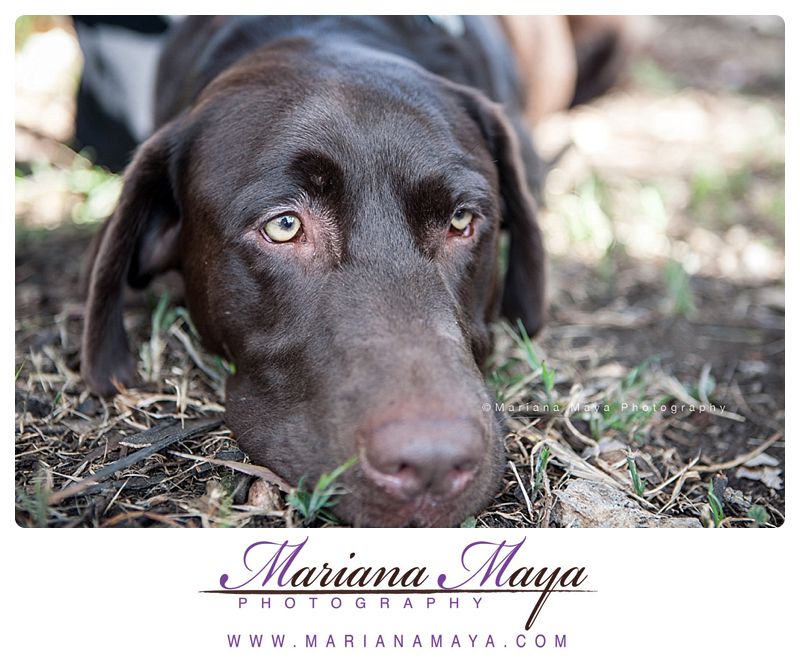 pet photography