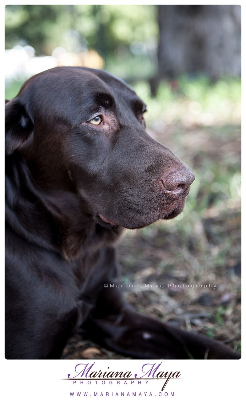 35 mm film pet photography