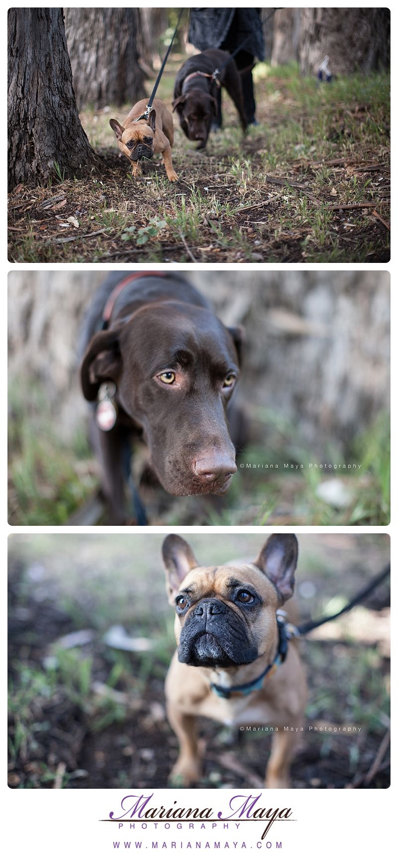 pet photography 