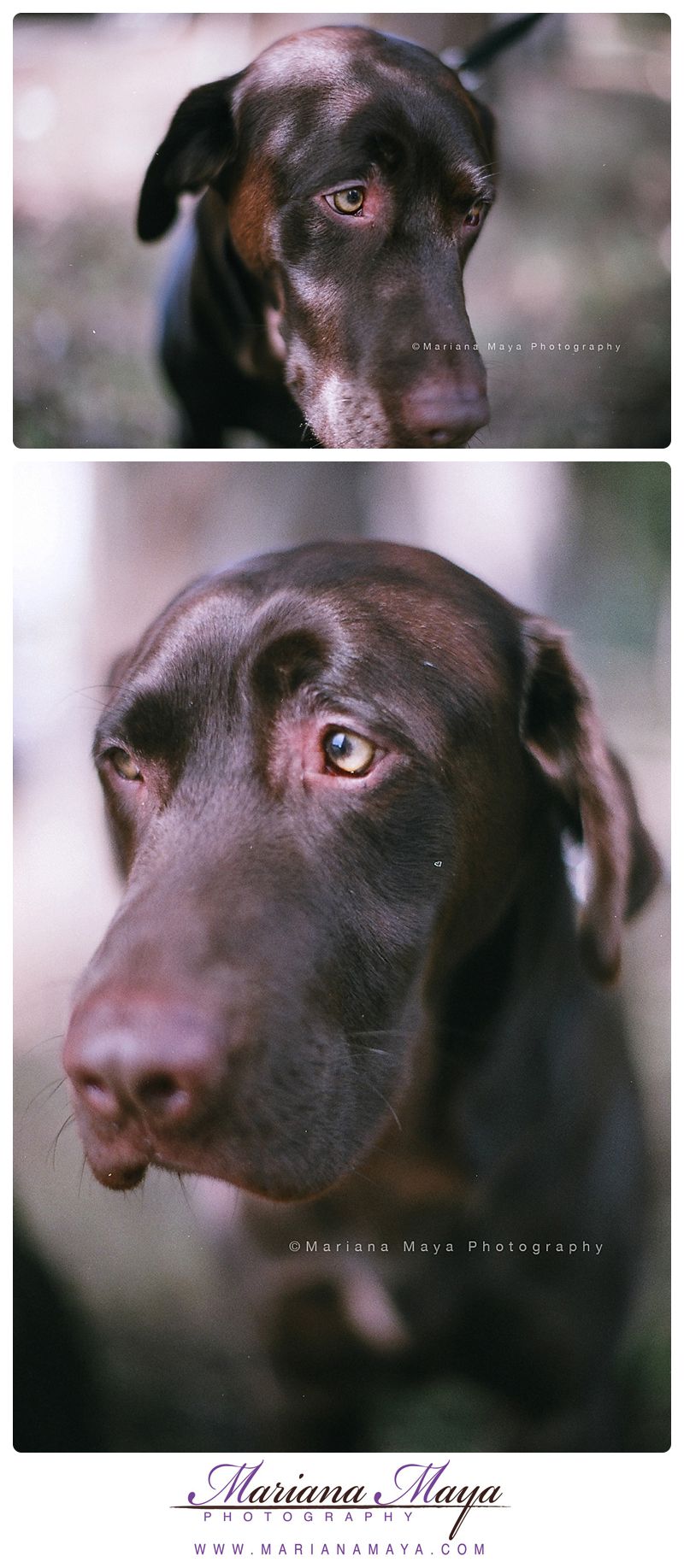 film images, Rocket Dog Rescue, labrador